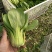 移栽大青菜，香菇菜，大量供应腌菜厂专现摘现发保证新鲜