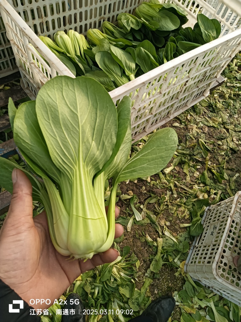 移栽大青菜，香菇菜，大量供应腌菜厂专现摘现发保证新鲜
