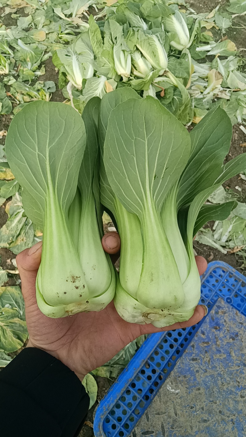 移栽大青菜，香菇菜，大量供应腌菜厂专现摘现发保证新鲜