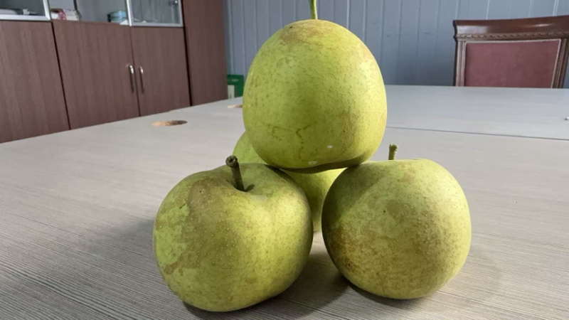 翠冠梨