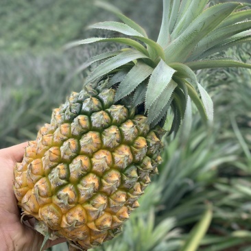 海南甜蜜蜜凤梨