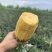 海南甜蜜蜜凤梨