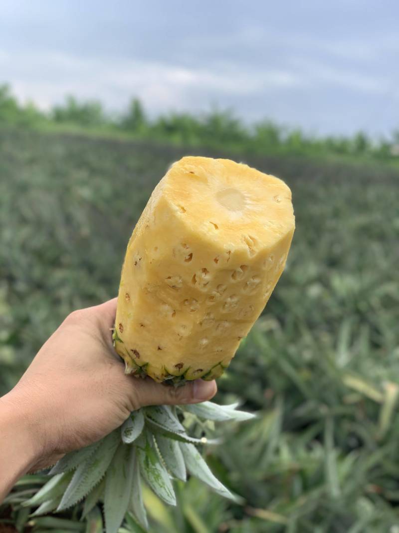 海南甜蜜蜜凤梨