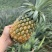 海南甜蜜蜜凤梨