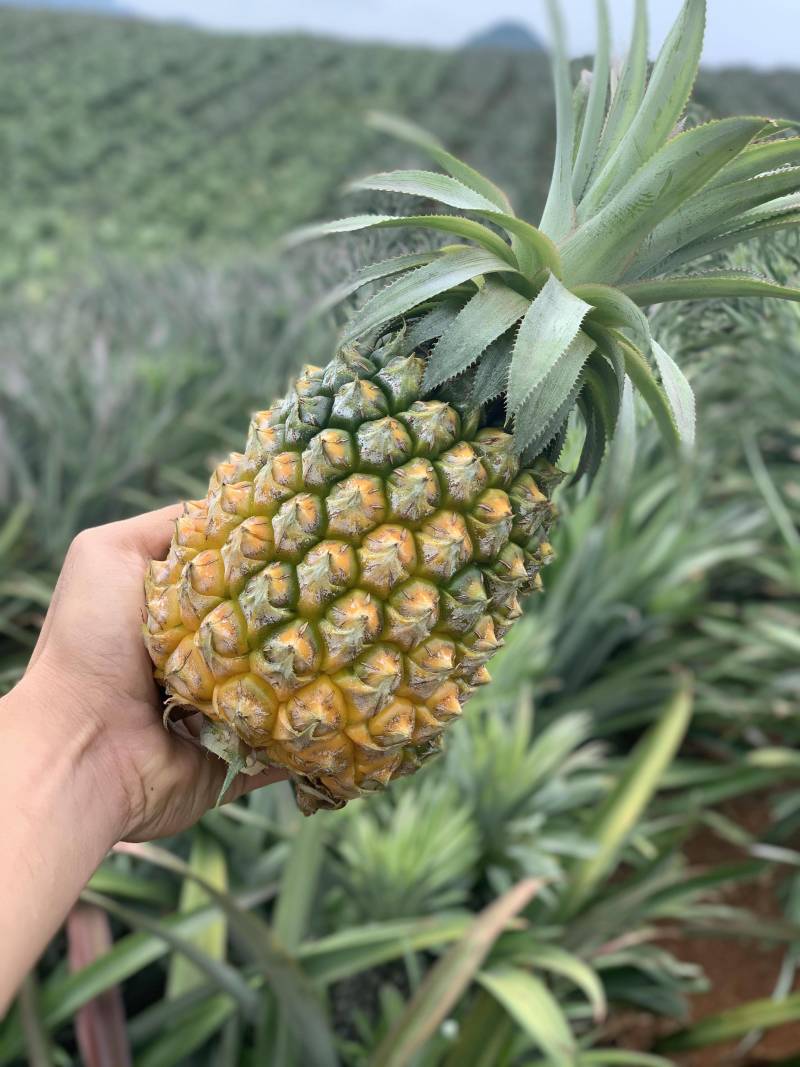 海南甜蜜蜜凤梨