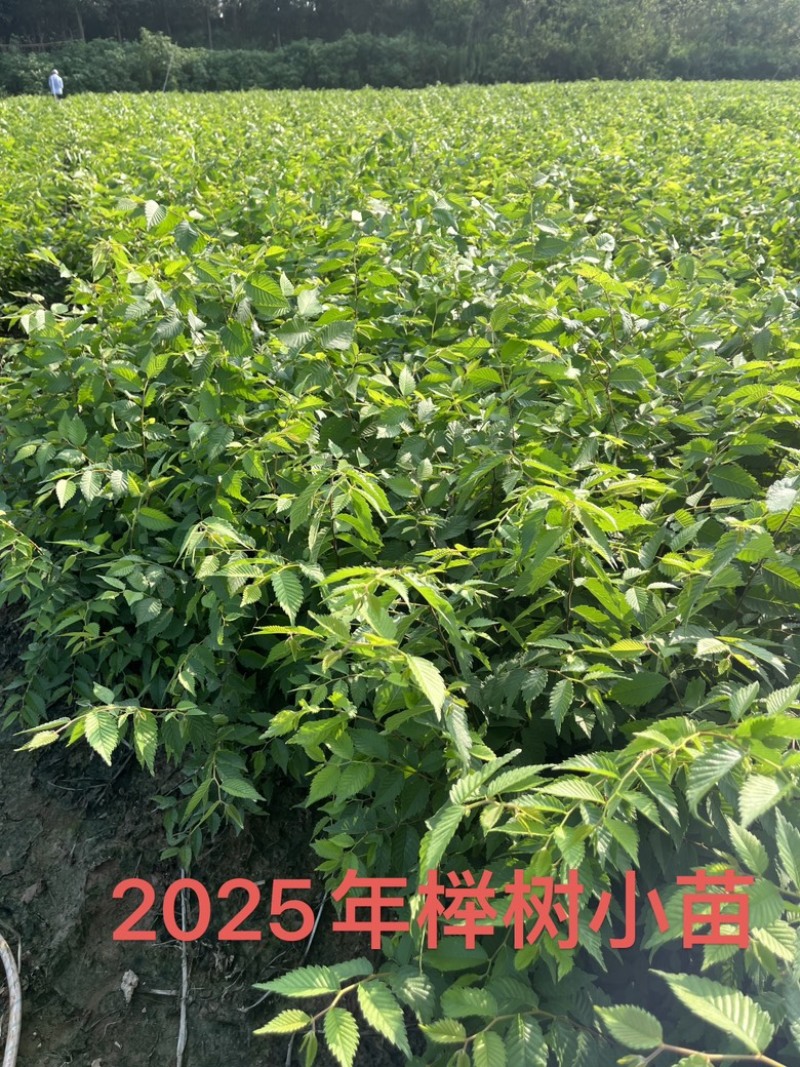 榉树小苗