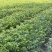 榉树小苗