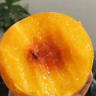 黄桃批发