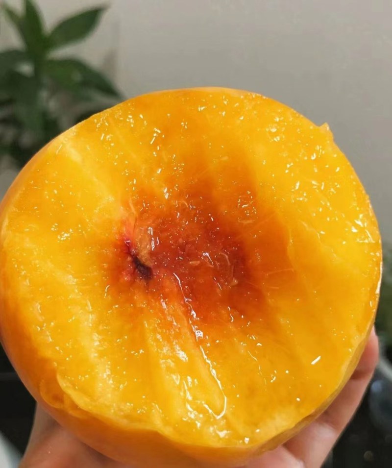 黄桃批发