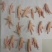 泰国凤爪35~40+A级