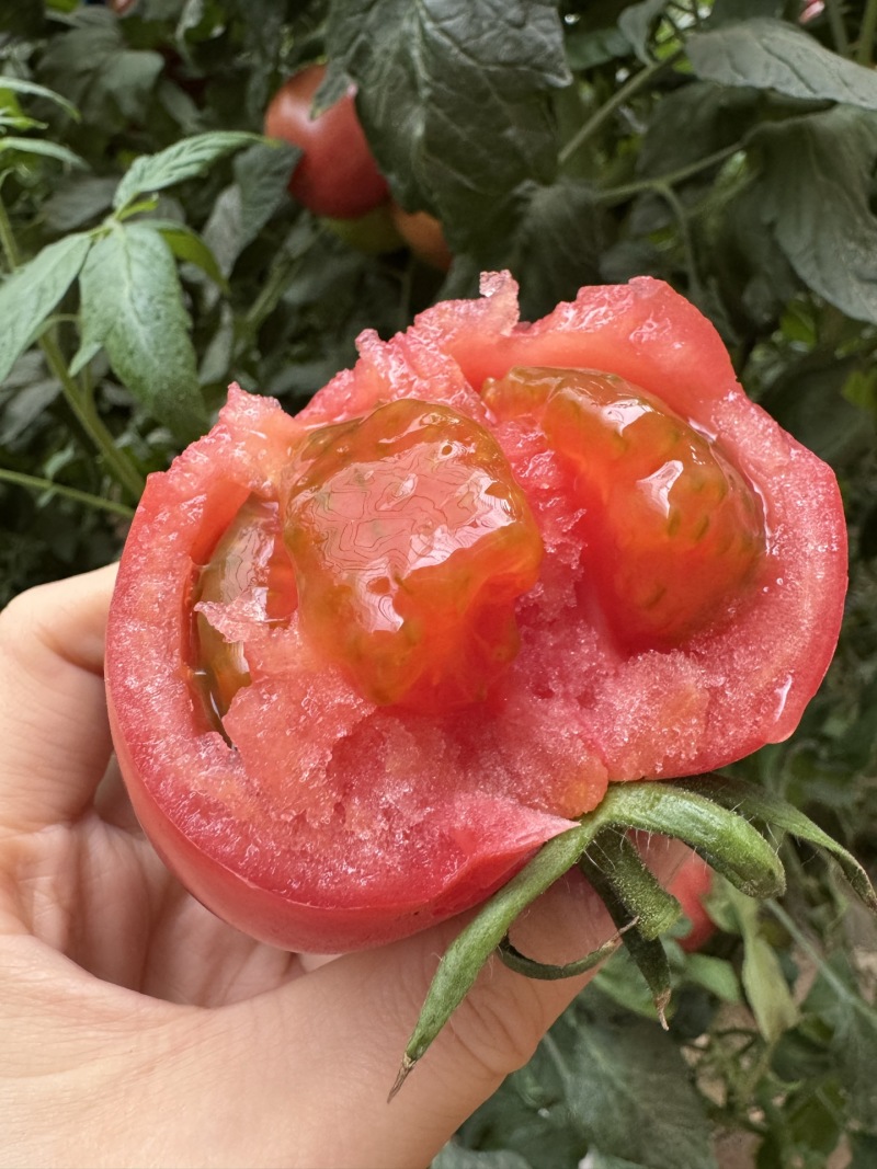 攀枝花沙瓤番茄一件代发
