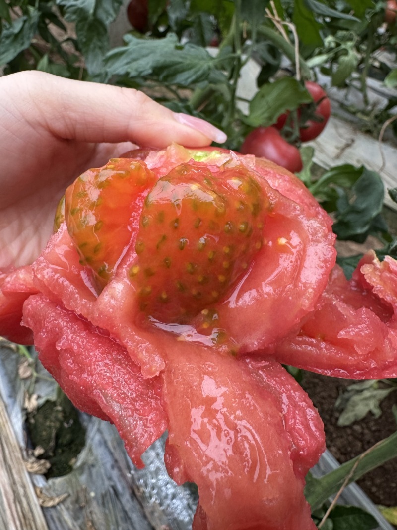 攀枝花沙瓤番茄一件代发