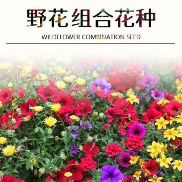野花组合种子厂家发货一手货源批发价格美丽欢迎下单咨询