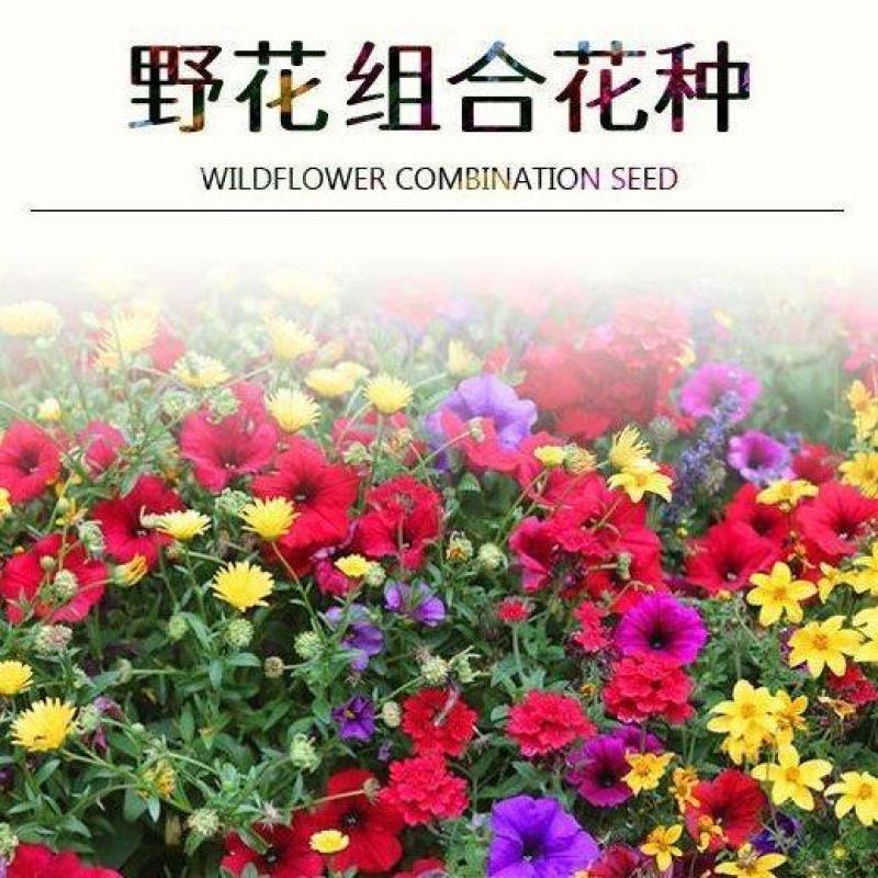 野花组合种子厂家发货一手货源批发价格美丽欢迎下单咨询