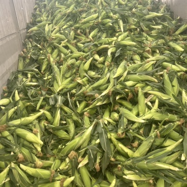 兰州鲜食水果玉米