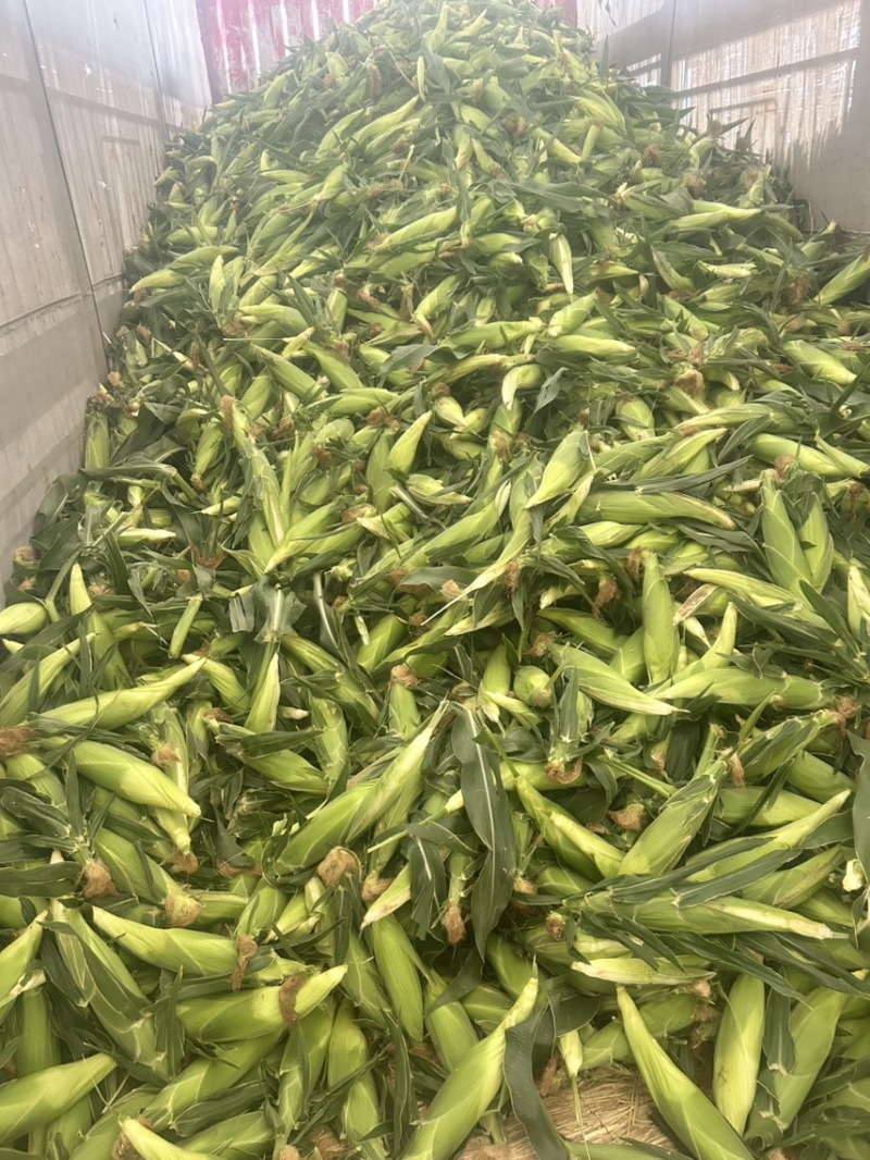兰州鲜食水果玉米