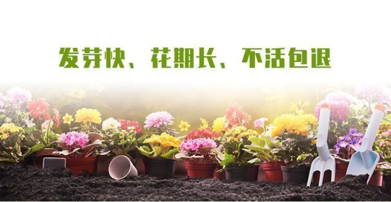 野花组合种子厂家发货一手货源批发价格美丽欢迎下单咨询