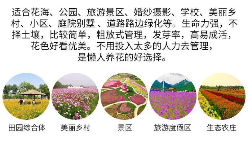 野花组合种子厂家发货一手货源批发价格美丽欢迎下单咨询