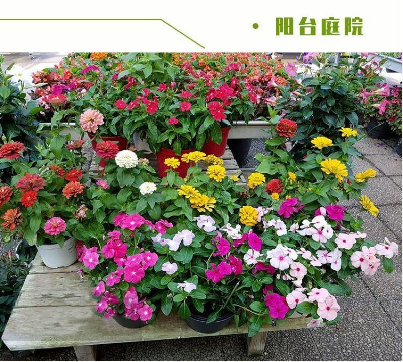 野花组合种子厂家发货一手货源批发价格美丽欢迎下单咨询