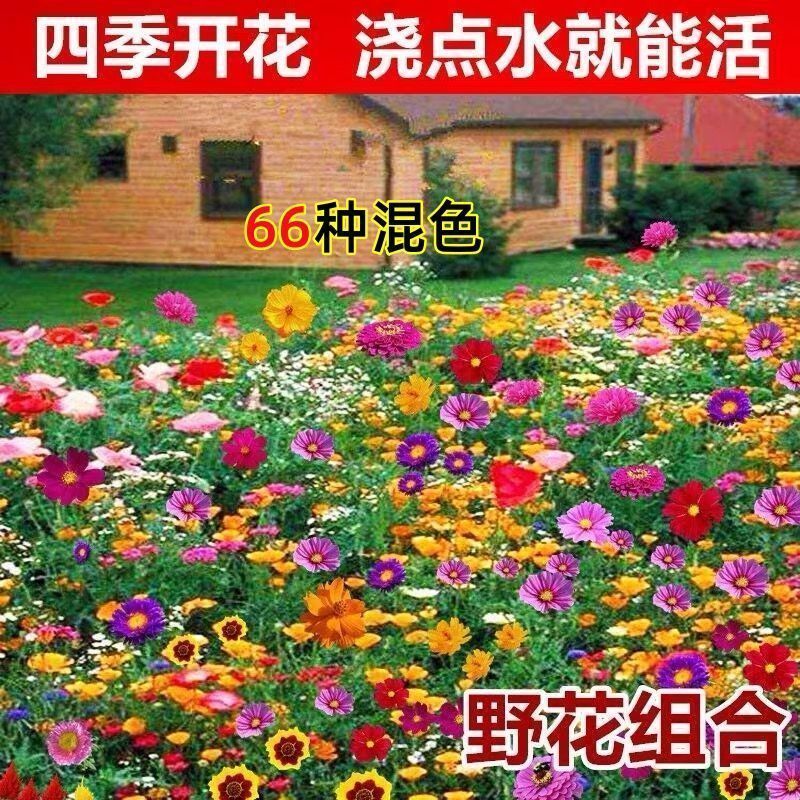 野花组合种子厂家发货一手货源批发价格美丽欢迎下单咨询
