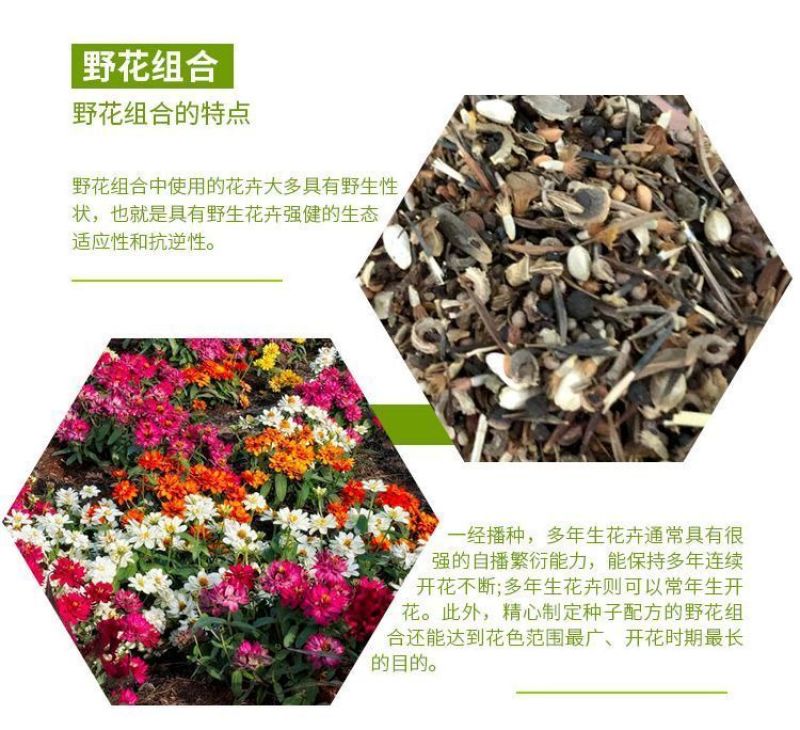 野花组合种子厂家发货一手货源批发价格美丽欢迎下单咨询