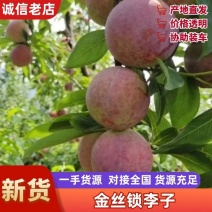 黄肉离核李子耐储存耐运输金丝锁李子脱骨李子