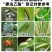 螺虫乙酯介壳虫梨木虱蚜虫红蜘蛛果树蔬菜杀虫剂