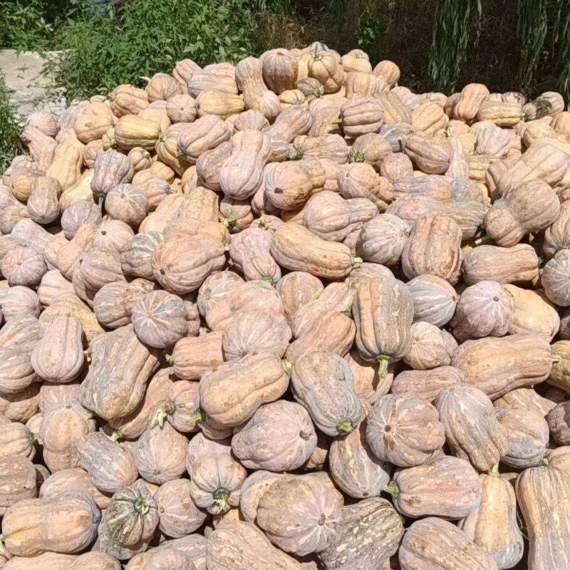 小金香南瓜773南瓜瓜行好成熟度老