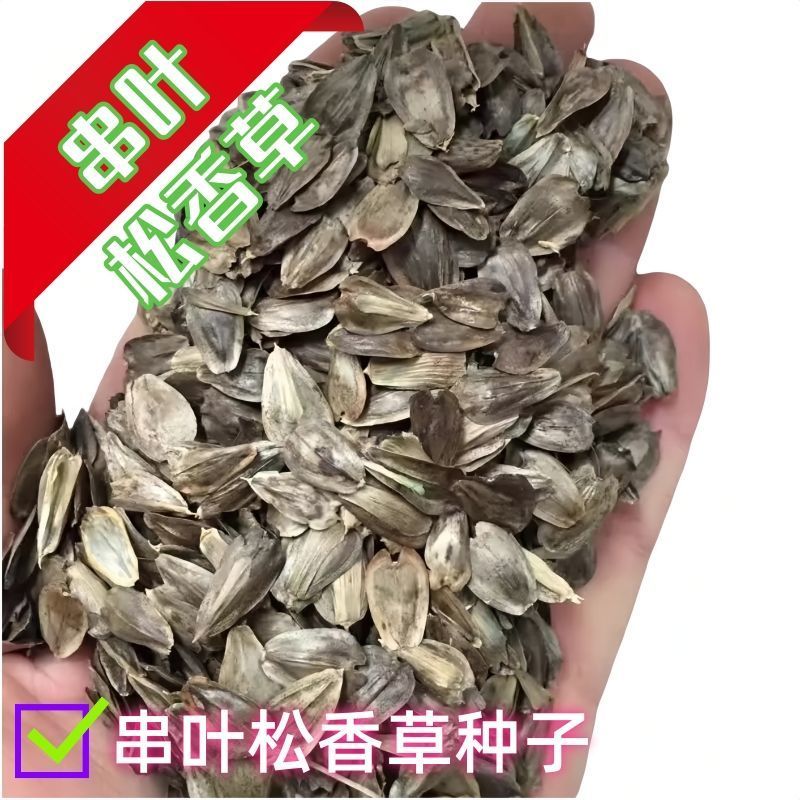 串叶松香草种子厂家发货一手货源批发品质保证价格美丽