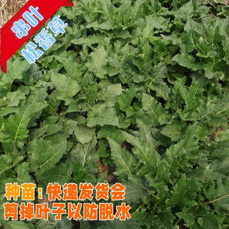 串叶松香草种子厂家发货一手货源批发品质保证价格美丽
