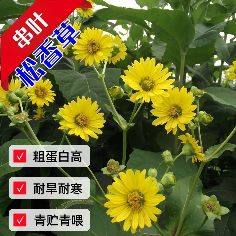 串叶松香草种子厂家发货一手货源批发品质保证价格美丽