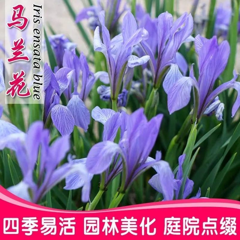 马兰花种子厂家发货一手货源批发质量保证价格便宜