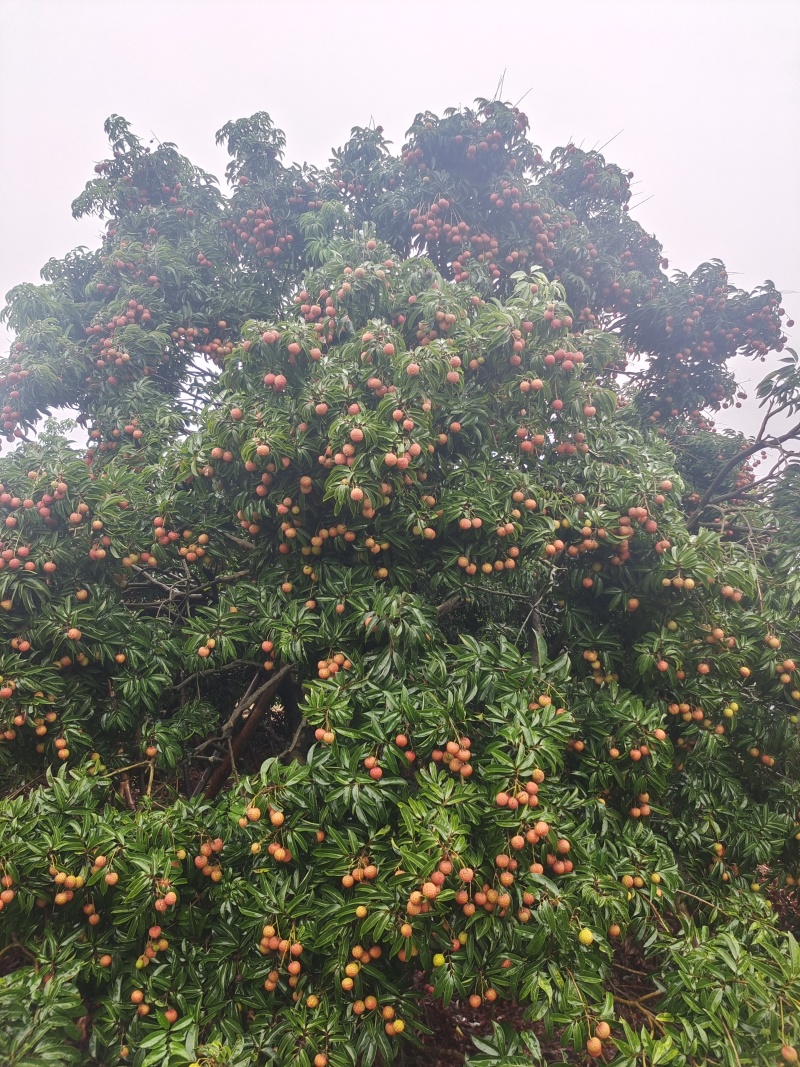 福建漳浦晚熟荔枝(玉荷包)