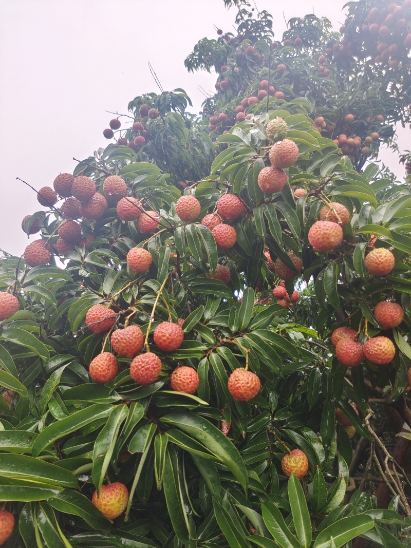 福建漳浦晚熟荔枝(玉荷包)