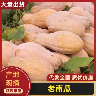 精选蜜本南瓜口感好价格实惠欢迎选购，人工挑选，质量保证，
