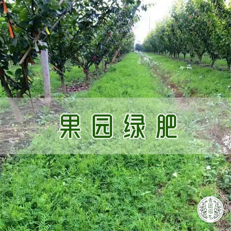 紫花苕子种子牧草果园绿肥种籽高产箭舌野豌豆多年生