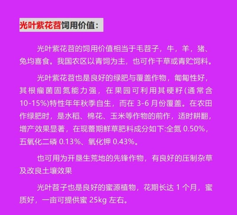 紫花苕子种子牧草果园绿肥种籽高产箭舌野豌豆多年生