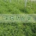紫花苕子种子牧草果园绿肥种籽高产箭舌野豌豆多年生