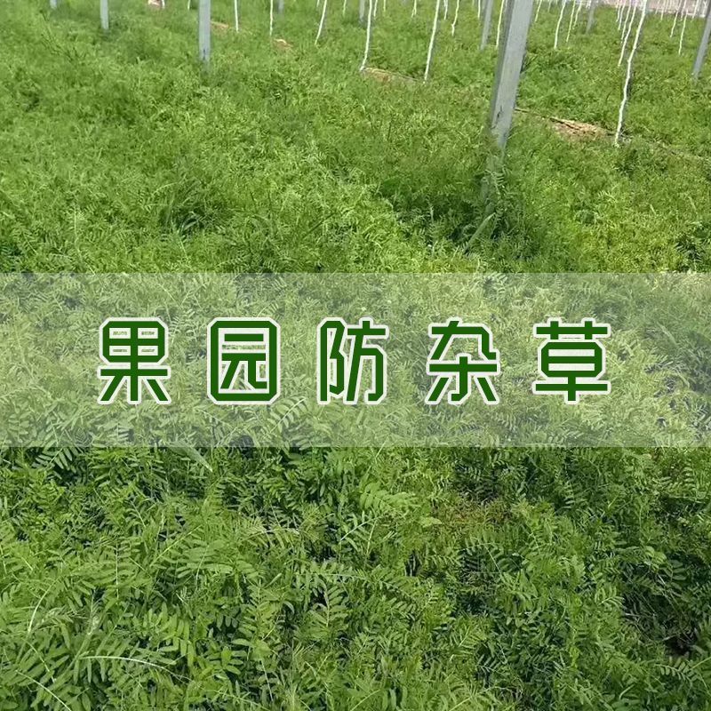 紫花苕子种子牧草果园绿肥种籽高产箭舌野豌豆多年生