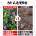 紫花苕子种子牧草果园绿肥种籽高产箭舌野豌豆多年生