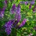 紫花苕子种子牧草果园绿肥种籽高产箭舌野豌豆多年生