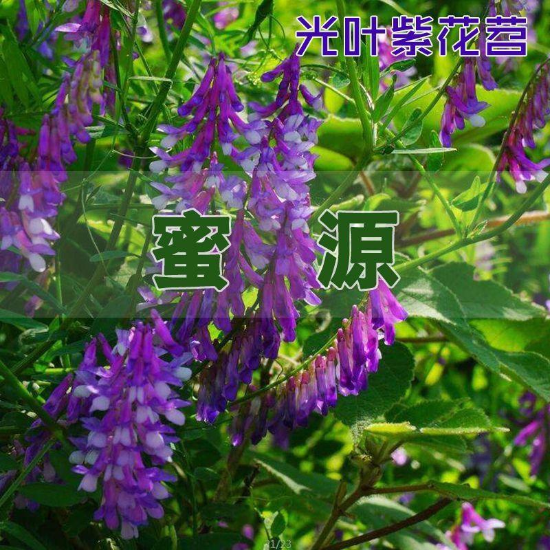 紫花苕子种子牧草果园绿肥种籽高产箭舌野豌豆多年生