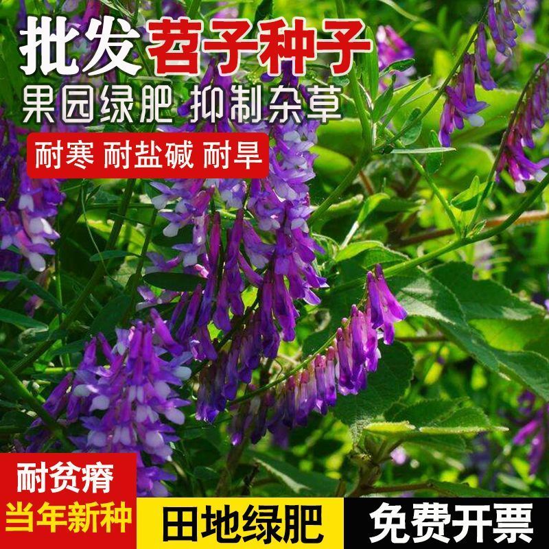 紫花苕子种子牧草果园绿肥种籽高产箭舌野豌豆多年生