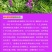 紫花苕子种子牧草果园绿肥种籽高产箭舌野豌豆多年生
