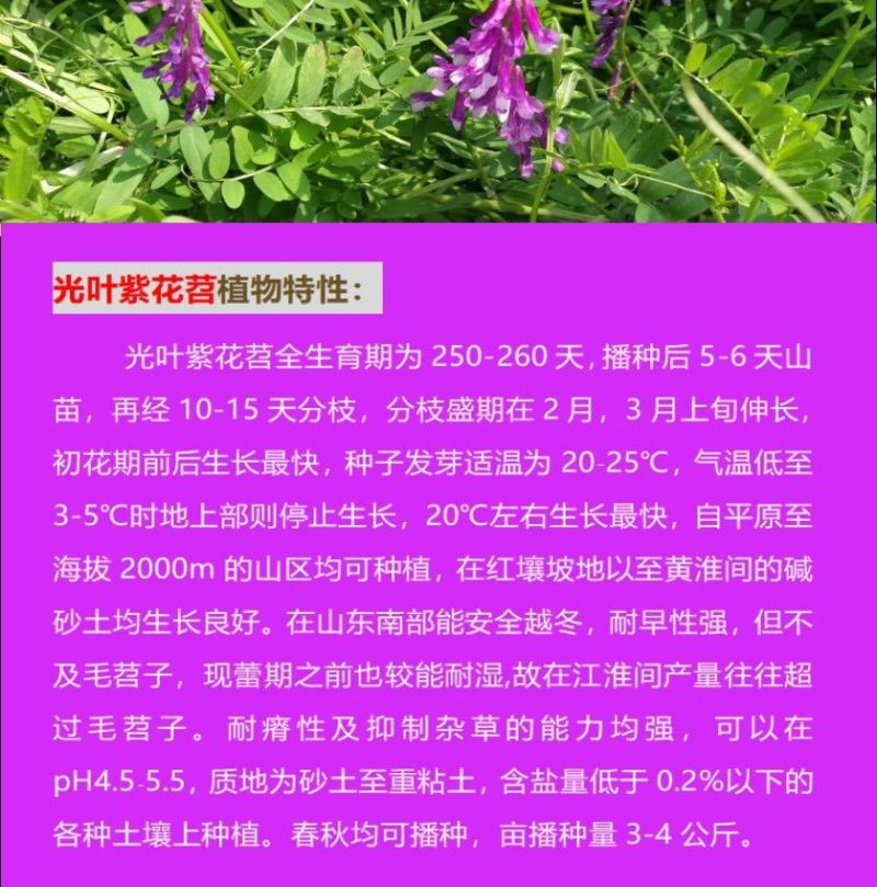 紫花苕子种子牧草果园绿肥种籽高产箭舌野豌豆多年生