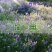 紫花苕子种子牧草果园绿肥种籽高产箭舌野豌豆多年生