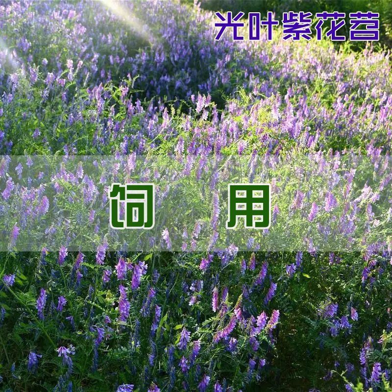 紫花苕子种子牧草果园绿肥种籽高产箭舌野豌豆多年生