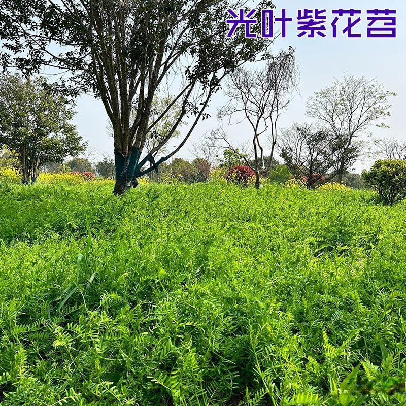 紫花苕子种子牧草果园绿肥种籽高产箭舌野豌豆多年生