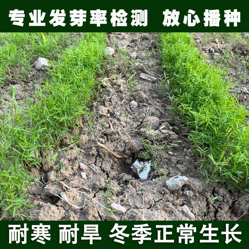 紫花苕子种子牧草果园绿肥种籽高产箭舌野豌豆多年生