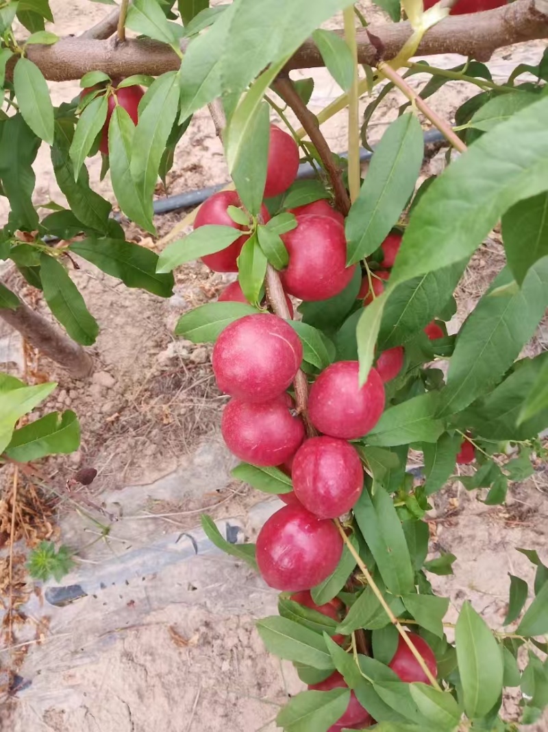 陕西大荔珍珠枣油桃，大量上市品质保证量大从优，可直接联系